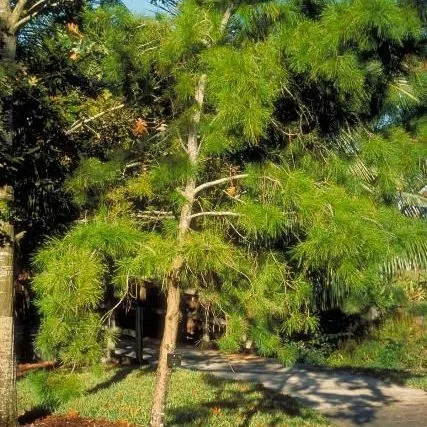 thumbnail for publication: Pinus clausa: Sand Pine